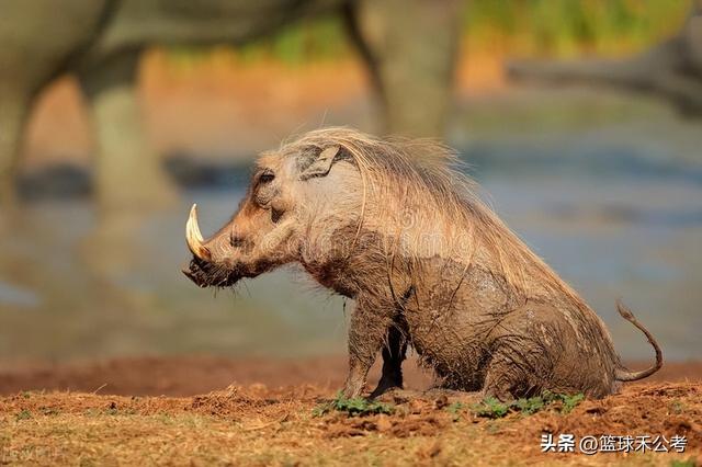 什么是“三有”动物？常见的有哪些？捕杀就判刑？这些你需知道