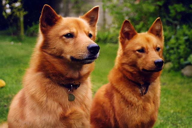 寻根问祖系列（69）：芬兰狐狸犬（Finnish Spitz）