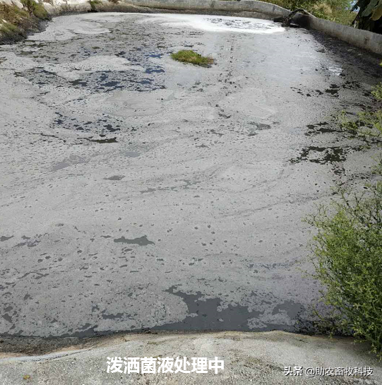 短时间处理掉养殖场大量废水（粪水）技术，不需设施投入