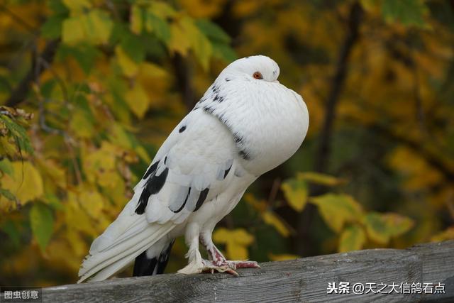 「赛鸽资讯」观赏鸽怎么养殖