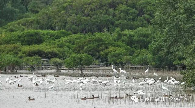 央媒报道：万只候鸟飞抵福田红树林湿地