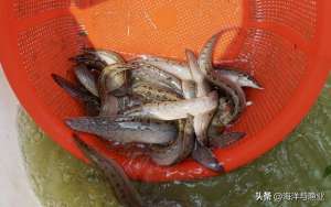 刺鳅养殖图片(惠州财兴突破大刺鳅人工繁育技术，布局1000亩池塘进行仿生态高效健康养殖)