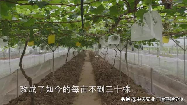 【田间示范秀】大棚种葡萄 青蛙来帮忙