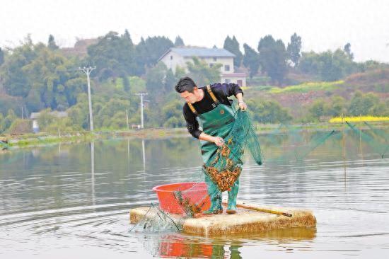 大足冬虾带来致富好“钱”景