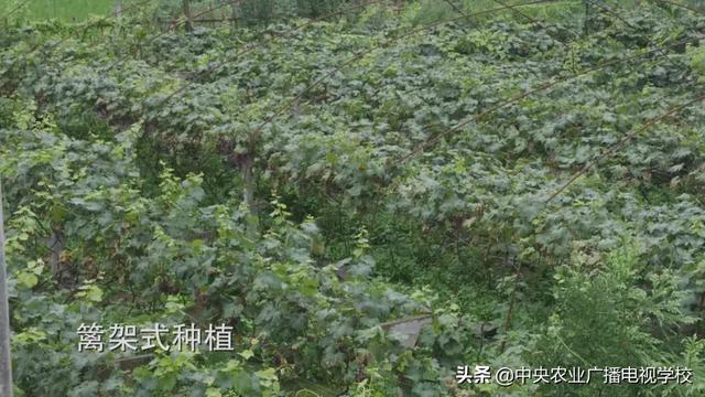 【田间示范秀】大棚种葡萄 青蛙来帮忙