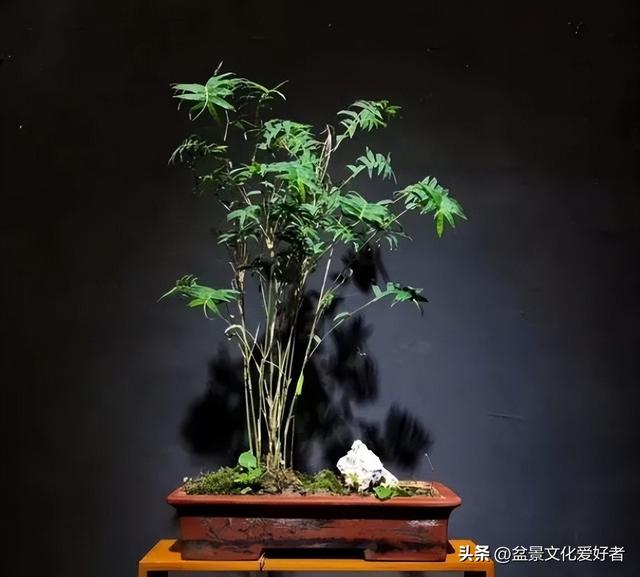 花草千百种，独爱松与竹