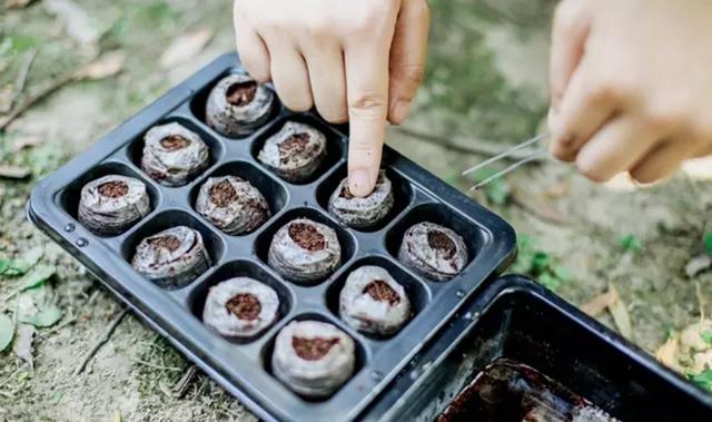 秋播季手把手教你矮牵牛播种，轻松5步走，给你一个爆花的春天