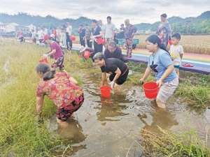 浙江养殖泥鳅(浙江省金华市磐安县：“捉泥鳅”体验田园乐趣)