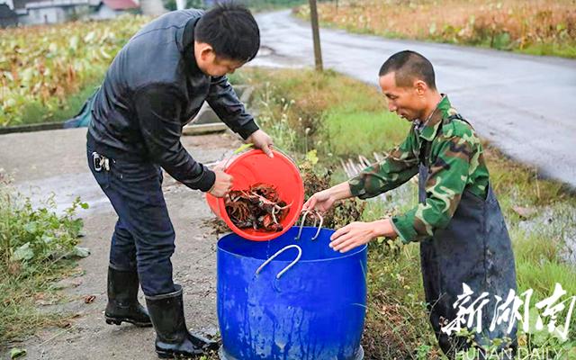 辰溪：“莲+”生态种养助农增收