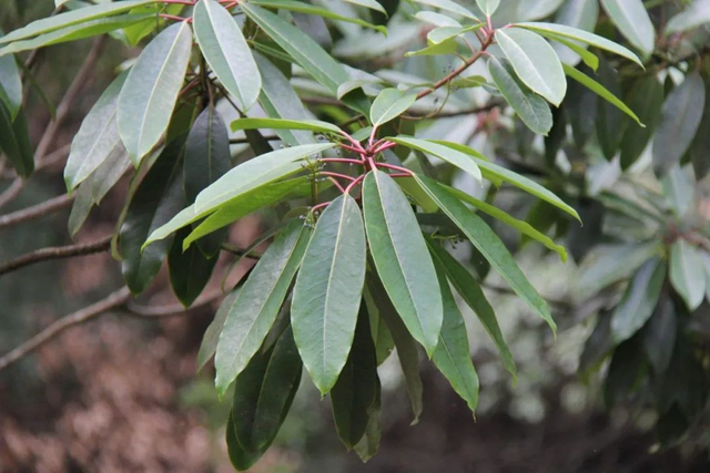 24种带有“虎”字的植物，有些花卉名称都没听过，你认识几种？