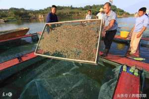 沼虾怎么养殖(池塘青虾养殖高产10招，水产类消费长期看好)