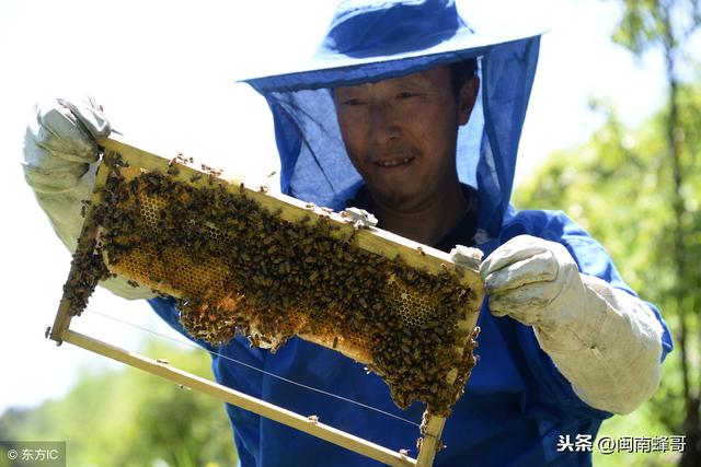 蜜蜂造脾的方式，一共有5种，你用过哪几种呢？