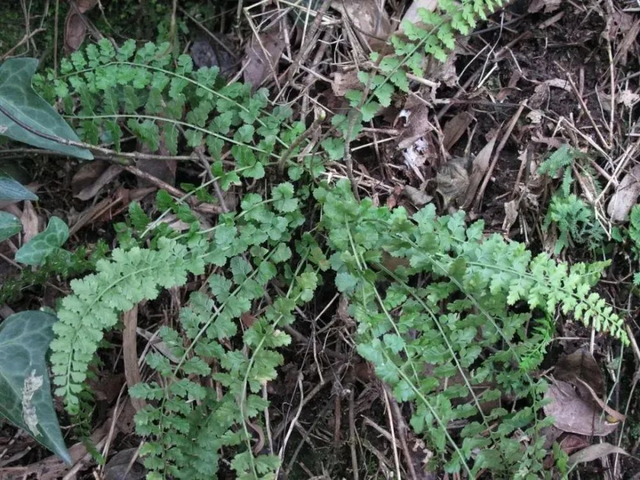 24种带有“虎”字的植物，有些花卉名称都没听过，你认识几种？