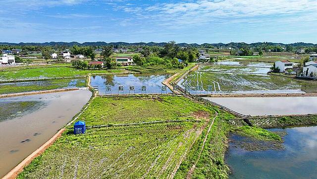 小龙虾抢“鲜”上市，遂宁市安居区三家“稻虾共作”模式助民增收