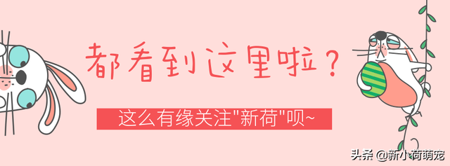 金毛喜欢“赚钱”养家，明明是好事主人却很苦恼：幸福的负担