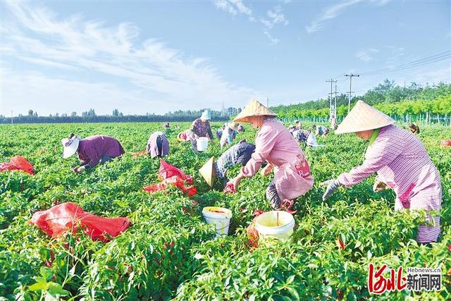 河北保定粮食播种面积稳定在1000万亩以上