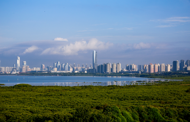 央媒报道：万只候鸟飞抵福田红树林湿地