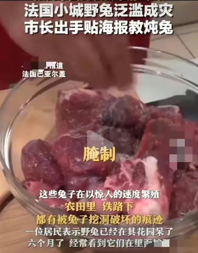 四川研究兔肉！法国野兔泛滥成灾，被四川申请出战