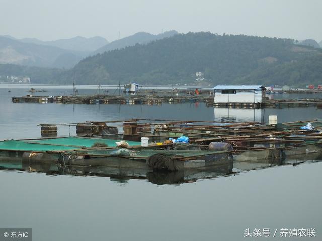 草鱼网箱快速养殖法，草鱼价格飞涨，大鱼紧俏