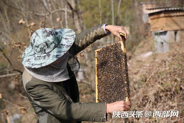 扶贫干部替42户贫困户代养蜜蜂 贫困户一年分成1500元