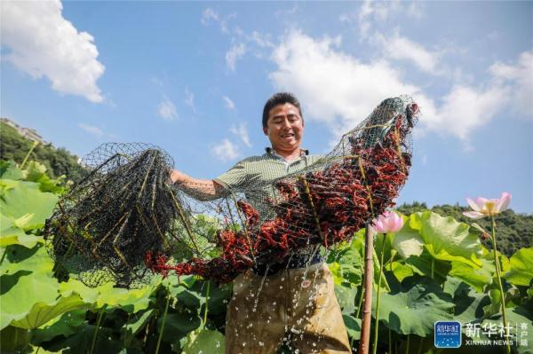 贵州毕节：荷塘养虾富农家
