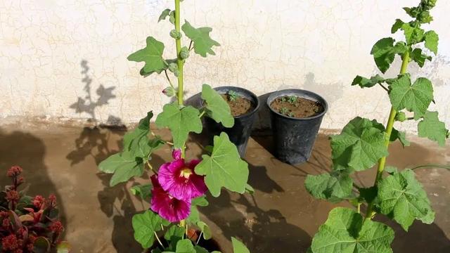 6种适合露养在北方院子的耐旱植物，不怕干旱和寒冷，就怕潮湿