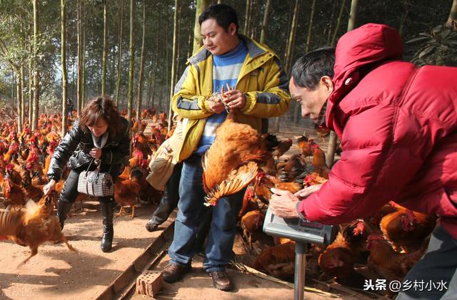 “包山头”养殖很赚钱？下面6点没做好，赔钱只是多与少的区别！