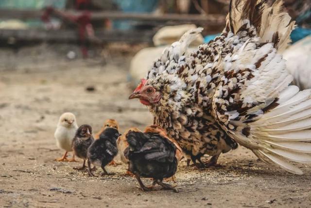 必看！这可能是最全、最实战的肉鸡养殖技术