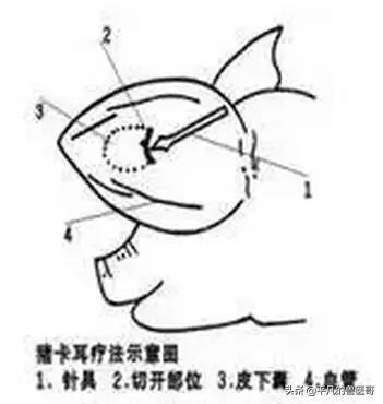 猪身上所有部位注射方法和注意事项（2）