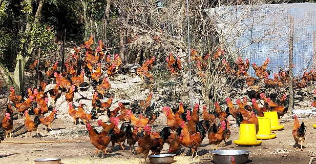 助企助农三服务｜山中土鸡，海上黄鱼，都在待销