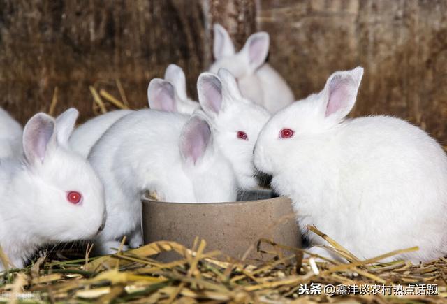 肉食兔养殖不是不赚钱选对好的肉兔品种掌握好兔子养殖技术是关键