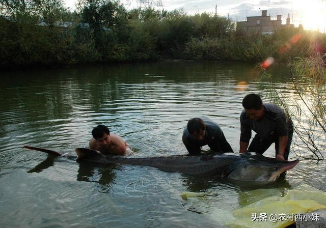 鲟鳇鱼要怎么养？人工养殖鲟鳇鱼的方法