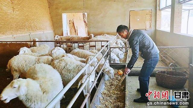 环县“独臂羊倌”：十年养殖“发羊财”讲述自强故事