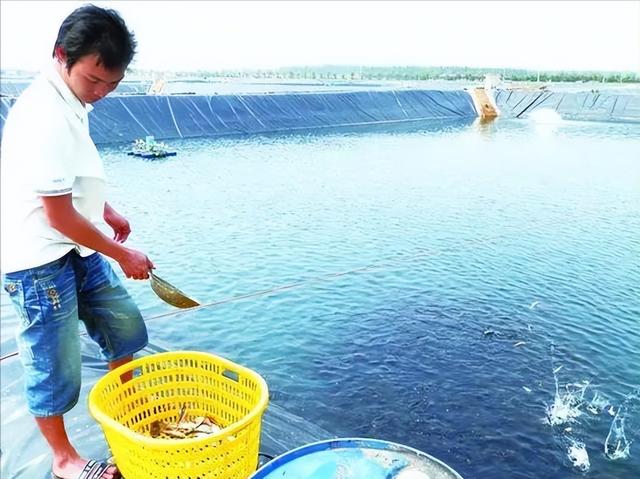 大刺鳅人工养殖技术，及其疾病防治管理