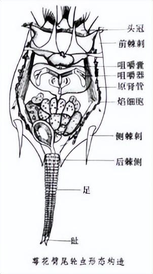 轮虫培育技术的研究进展：培育条件、培养饵料筛选、营养强化技术