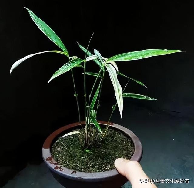 花草千百种，独爱松与竹