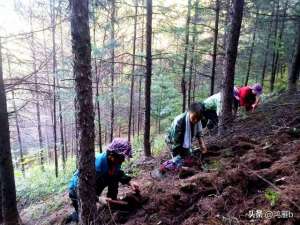 林下养殖鹅视频(播种林下参)