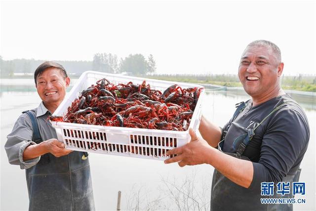 江苏盱眙：龙虾养殖助民增收