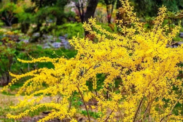 24种带有“虎”字的植物，有些花卉名称都没听过，你认识几种？