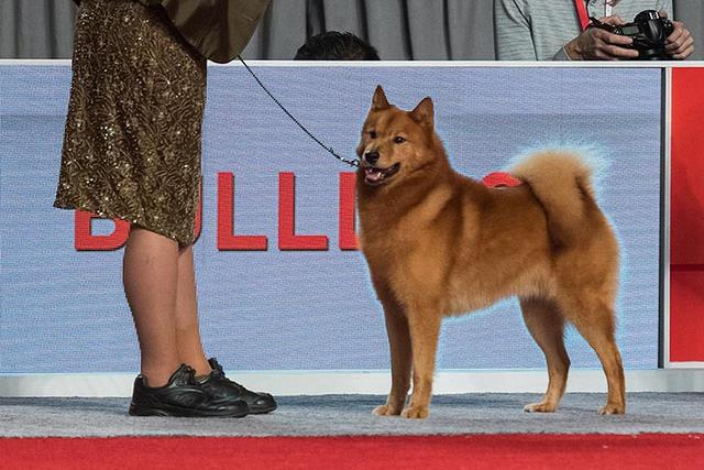 寻根问祖系列（69）：芬兰狐狸犬（Finnish Spitz）