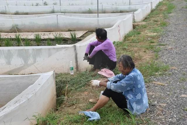 建立青蛙养殖基地 发展现代农业体系