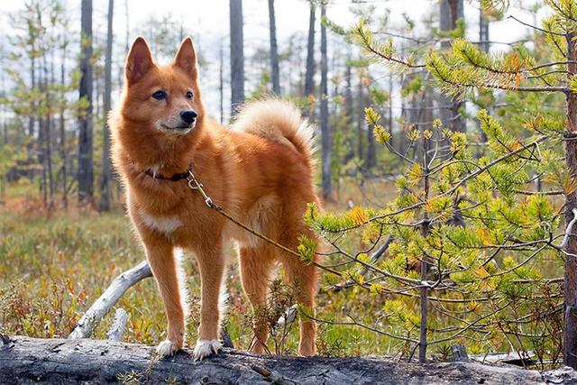 寻根问祖系列（69）：芬兰狐狸犬（Finnish Spitz）