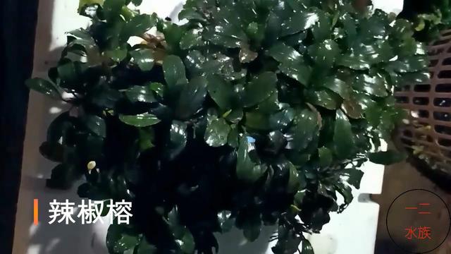 6种养不死的水草，草缸新手，鱼缸美景从它们开始