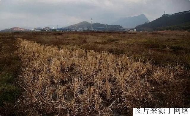 轮虫养殖，让鱼虾吃得饱饱的，你知道它的秘密吗？