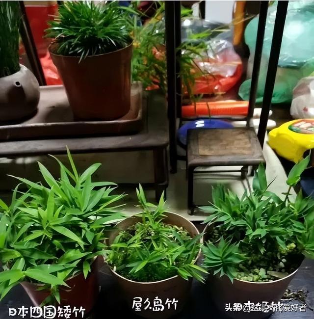 花草千百种，独爱松与竹