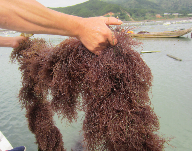 有海就能种的“龙须菜”，丰收时大网“捞过瘾”，内陆朋友羡慕了