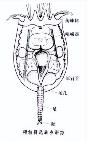 轮虫培育技术的研究进展：培育条件、培养饵料筛选、营养强化技术