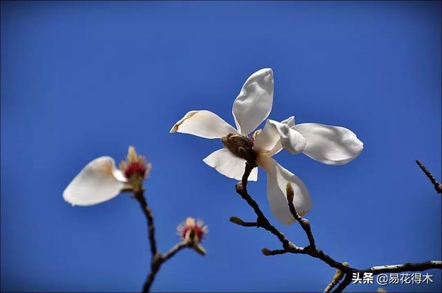 玉兰花开：绰约新妆玉有辉，素娥千队雪成围