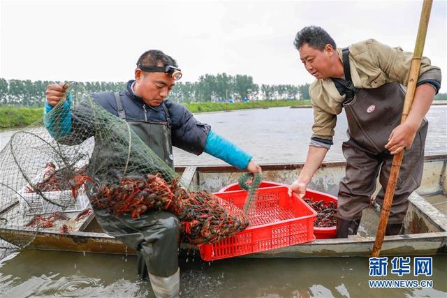 江苏盱眙：龙虾养殖助民增收