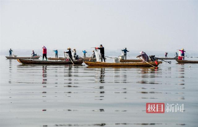 重振“全国水产大县”荣光，武汉江夏“水产先锋队”服务渔业争先锋